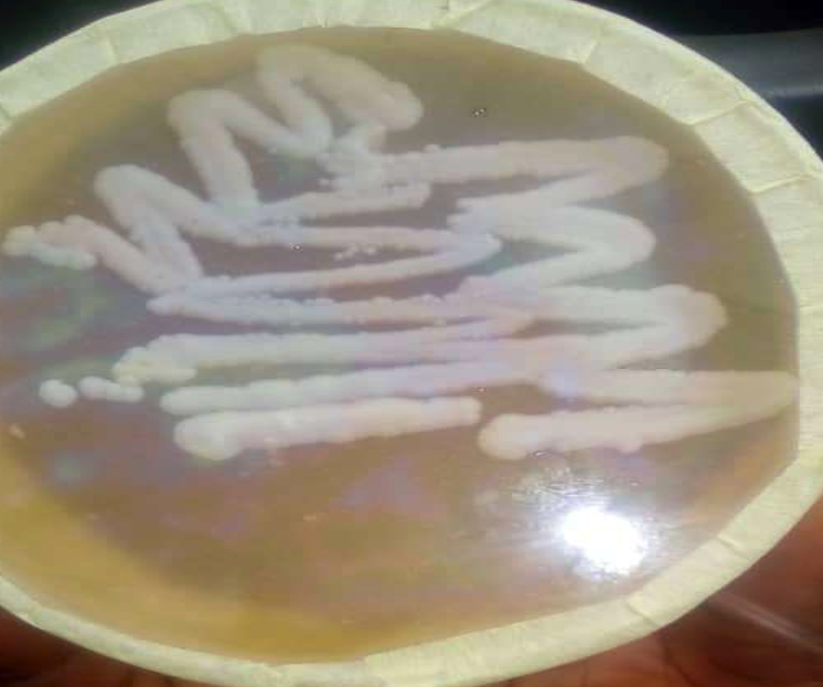 Figure 2: Pure culture of Kluyveromyces marxianus