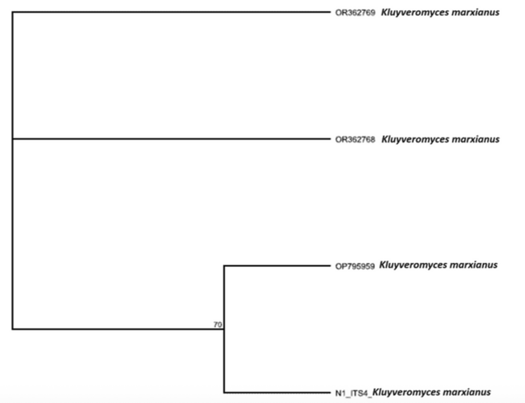 Figure 5: Phylogenetic tree showing the evolutionary distance between the fungal isolates