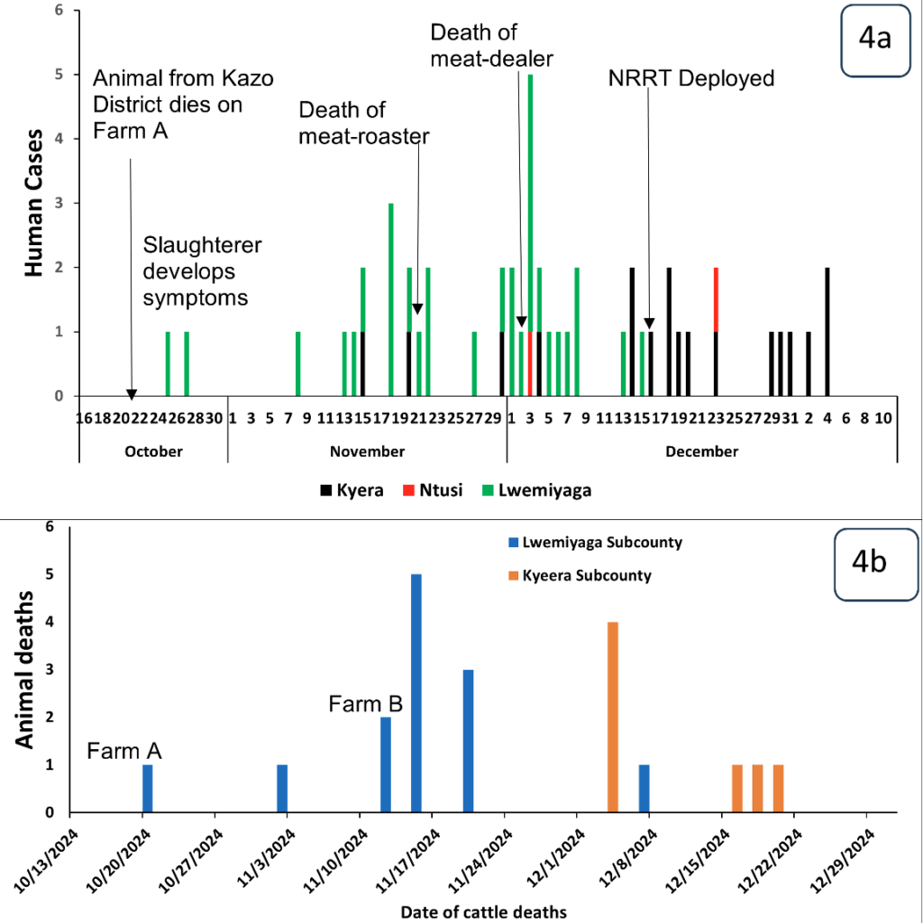 Figure 4: Distribution of human and animal anthrax cases by date of onset of symptoms: 4a); Human anthrax cases in the affected subcounties and date of death during an anthrax outbreak, Sembabule District, December 2024 (n=45). 4b); Cases of animal anthrax in Lwemiyaga and Kyera Subcounties (n=21)