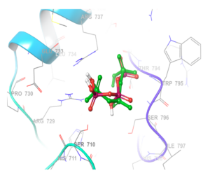 Figure: 1 Super-imposition for the native (green) and the redocked (red) co-ligand