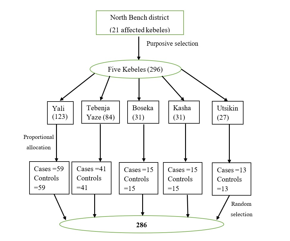 Figure 2: Diagram of the sampling procedure for a rubella outbreak investigation in North Bench District, Southwest Ethiopia, 2024.