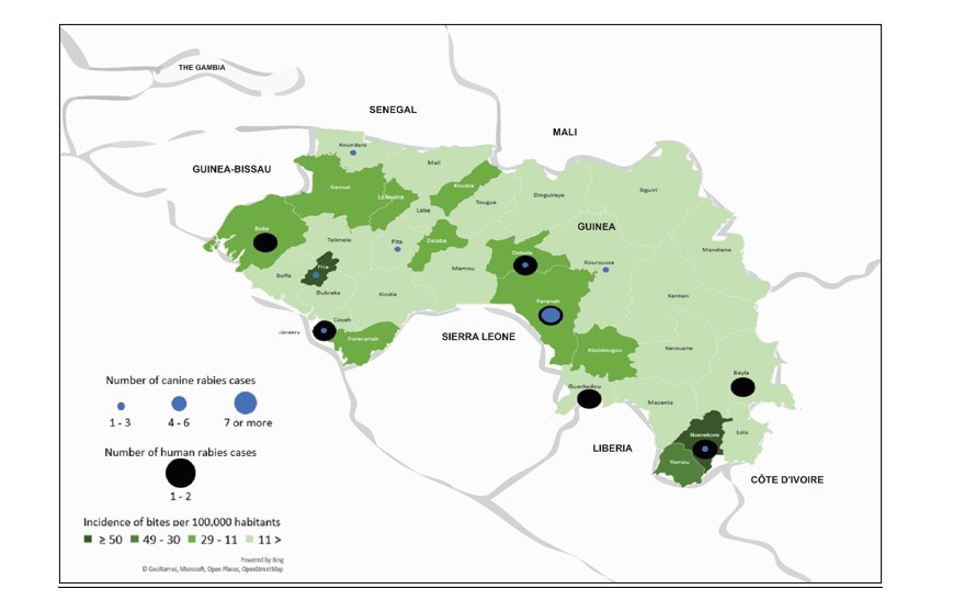 Figure 2: Incidence of bite cases per 100,000 people and frequencies of human and canine rabies cases, by district, Guinea, January 2018–August 2019