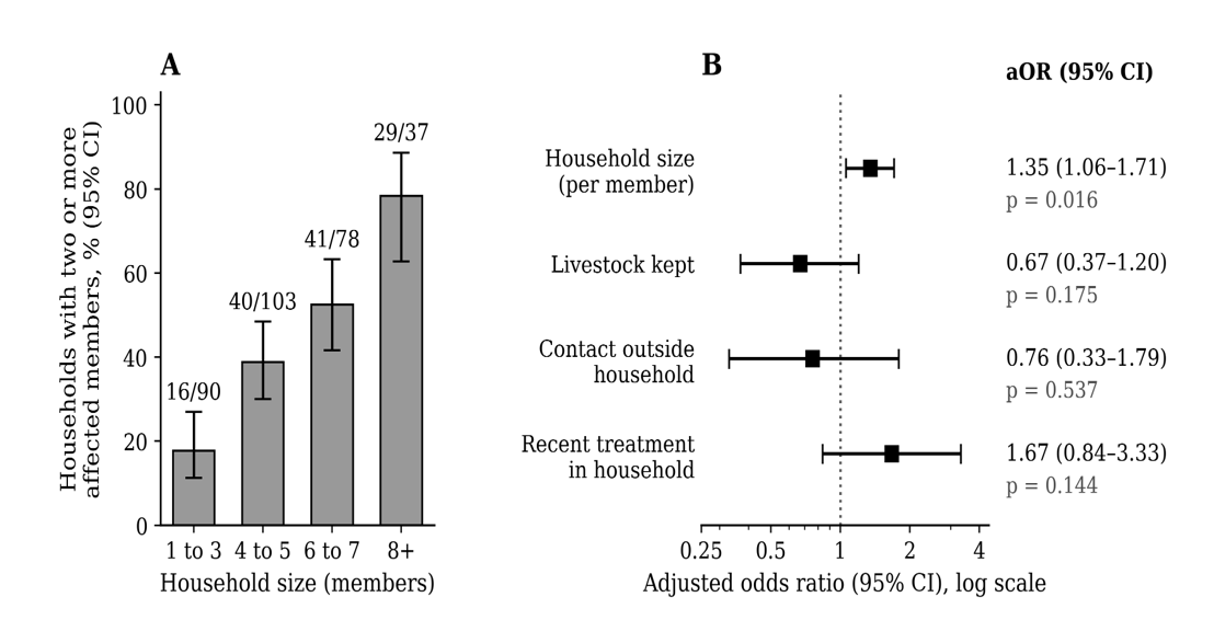 Figure 3: Factors associated with two or more affected members among 309 households reporting a scabies-compatible presentation. Panel A shows the proportion with clustering by household size category, with Wilson 95% confidence intervals and the numerator over denominator above each bar. Panel B shows adjusted odds ratios from a generalized estimating equation with a binomial family, logit link, exchangeable working correlation and village as the clustering unit, adjusted mutually for household size, ward, livestock keeping, contact outside the household, and recent treatment. Ward terms are retained as adjustment variables and are not shown. The scale is logarithmic